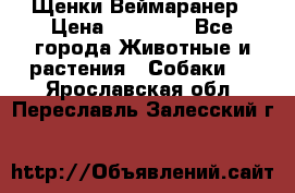 Щенки Веймаранер › Цена ­ 40 000 - Все города Животные и растения » Собаки   . Ярославская обл.,Переславль-Залесский г.